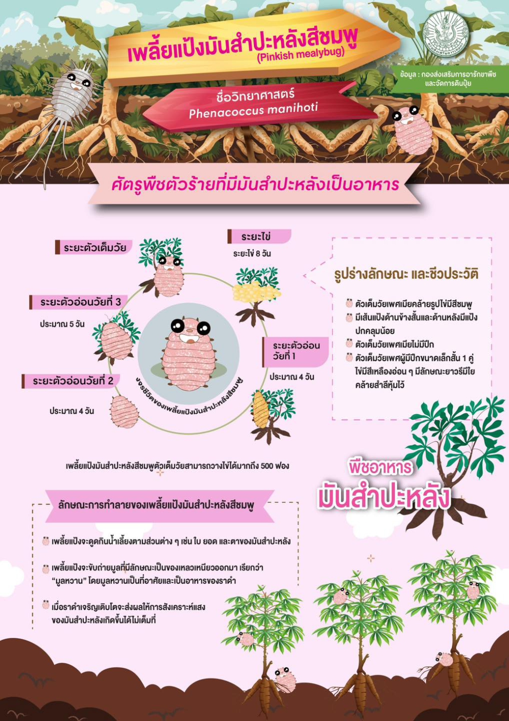 เพลี้ยแป้งมันสำปะหลังสีชมพู.