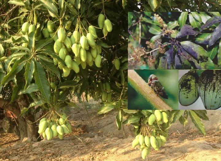 ระวัง โรคราดำ (เชื้อรา Capnodium sp., Meliola sp.) ในมะม่วง!!!!