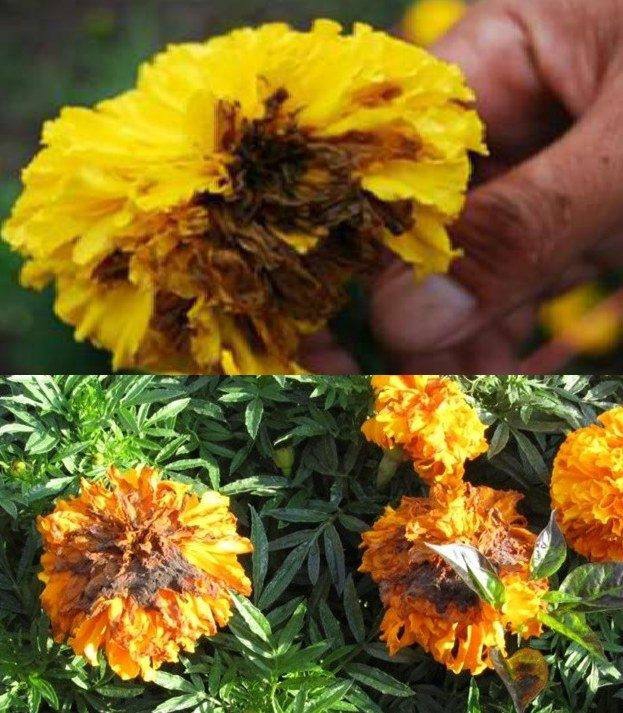 ระวัง โรคดอกเน่า (เชื้อรา Colletotrichum sp.) ในดาวเรือง