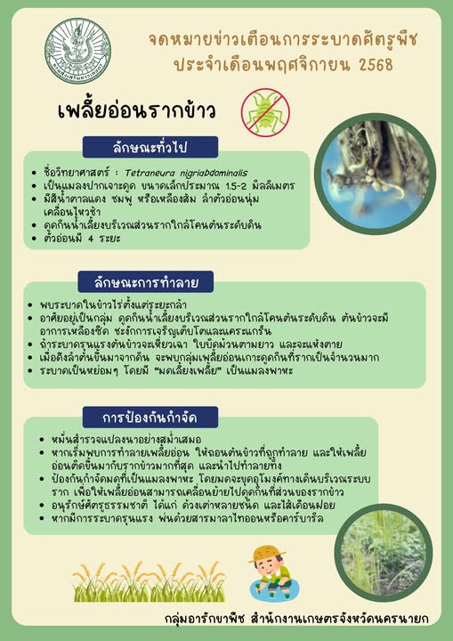 เพลี้ยอ่อนรากข้าว