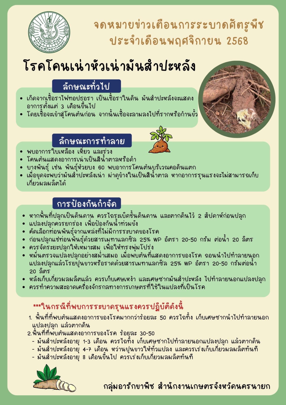 เตือนเกษตรกรผู้ปลูกมันสำปะหลัง