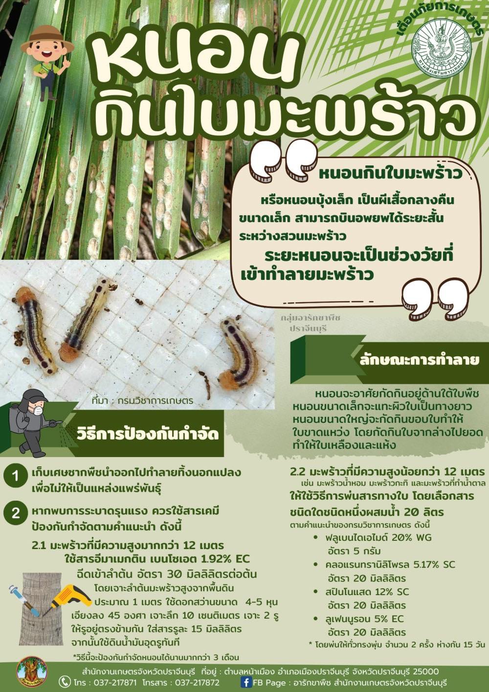 หนอนกินใบมะพร้าว.