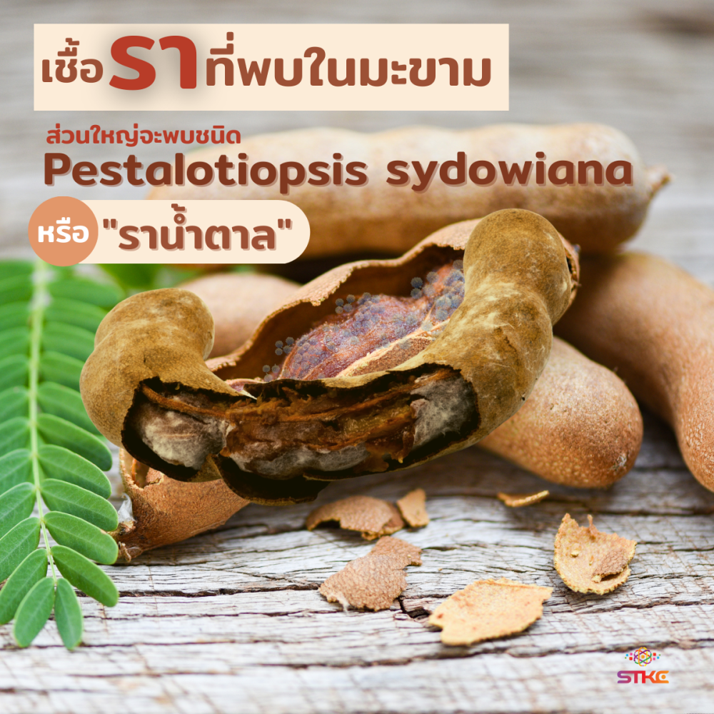 เตือนการเฝ้าระวัง