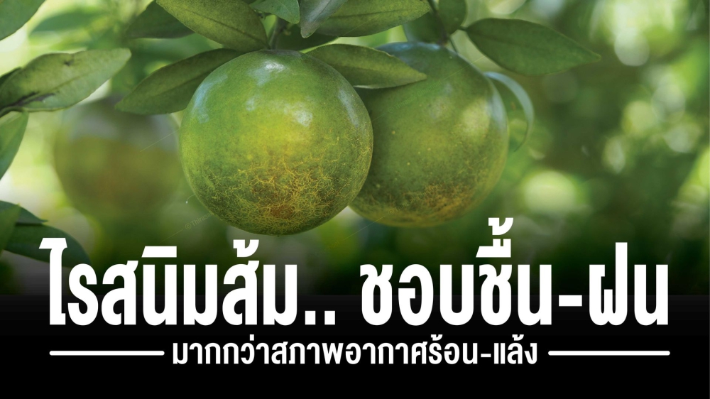 เตือนการเฝ้าระวัง