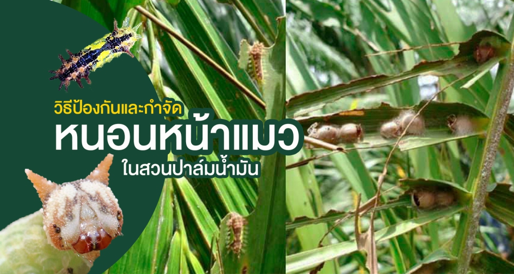 เตือนการเฝ้าระวัง