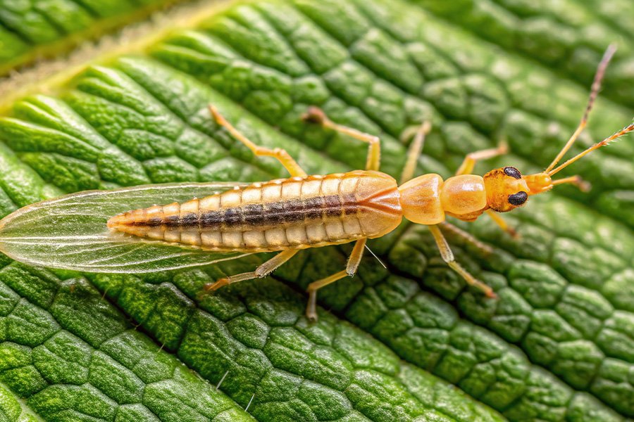 เตือนการเฝ้าระวัง