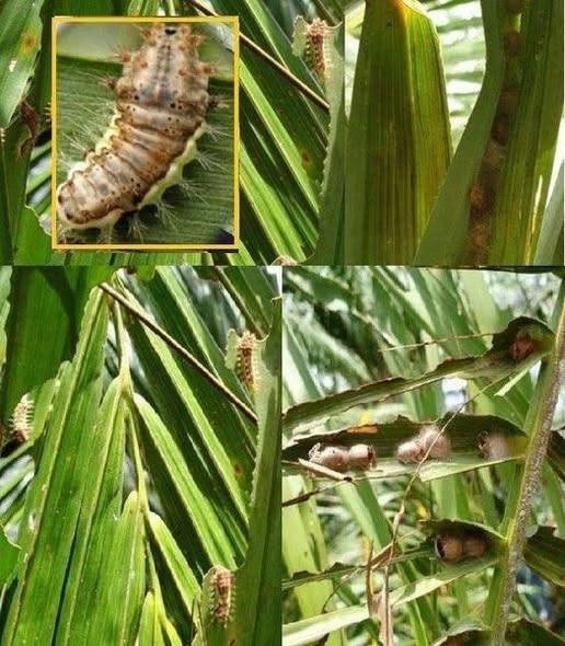 ระวัง หนอนหน้าแมว ในปาล์มน้ำมัน