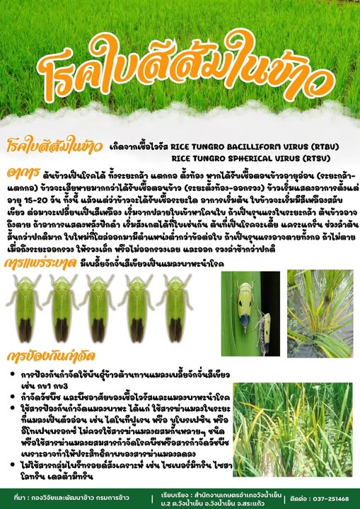 โรคใบสีส้มในข้าว