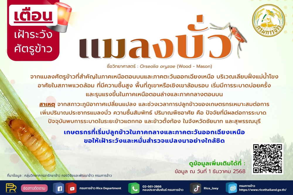 เตือนเฝ้าระวังศัตรูข้าว  แมลงบั่ว