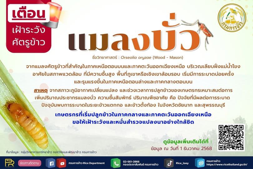 เตือนเฝ้าระวังศัตรูข้าว : แมลงบั่ว