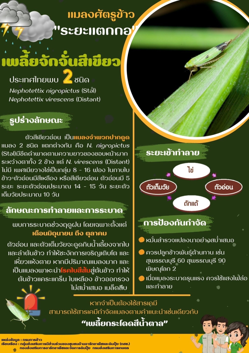 แหล่งที่มา กรมการข้าว กรมส่งเสริมการเกษตร