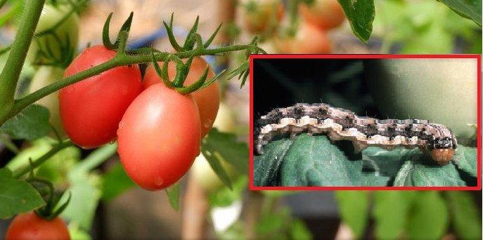 ระวัง หนอนเจาะสมอฝ้าย ในมะเขือเทศ