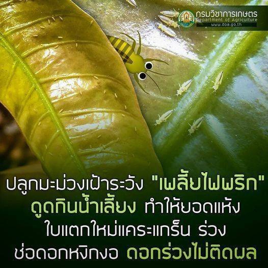 ระวัง เพลี้ยไฟพริก ในมะม่วง.