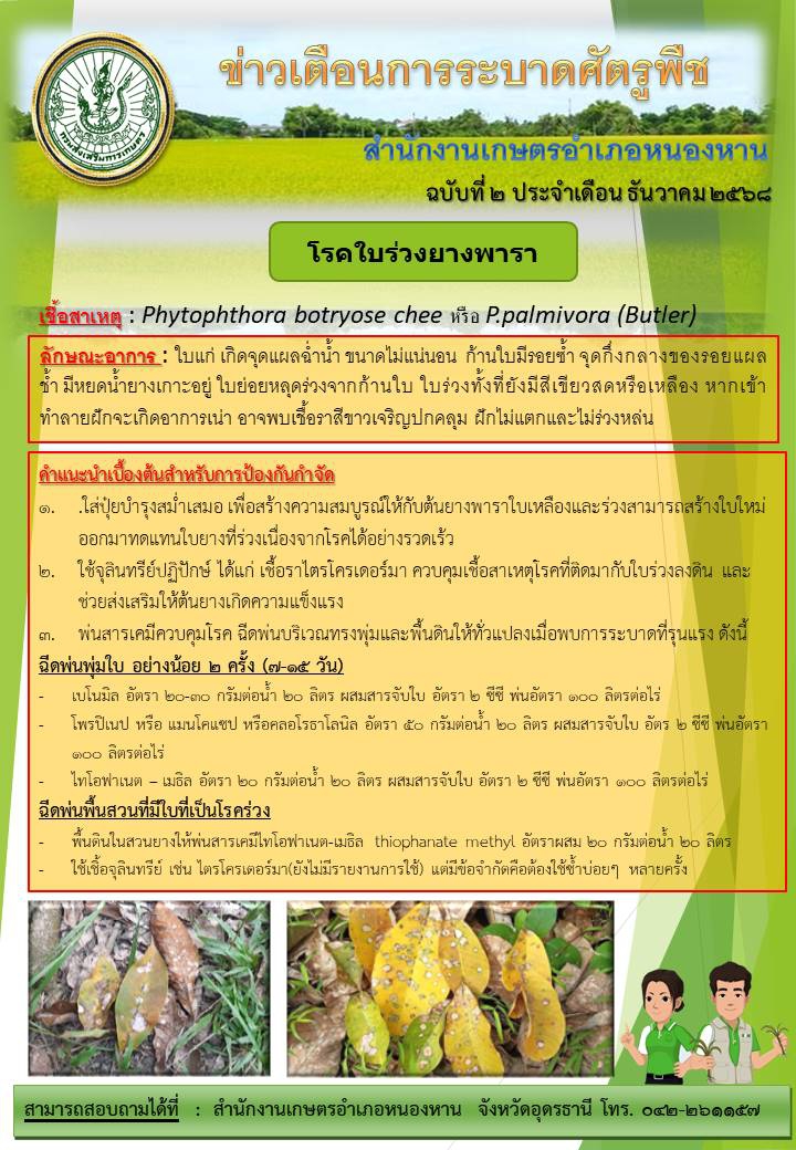 เตือนเกษตรกรระวังโรคระบาด ใบร่วงยางพารา