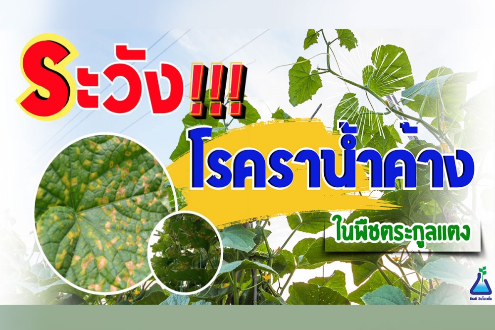 เตือนการเฝ้าระวัง