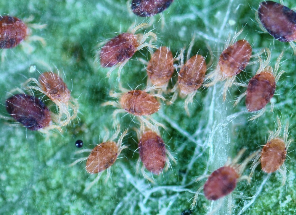 ระวัง ไรแดง ในมันสำปะหลัง