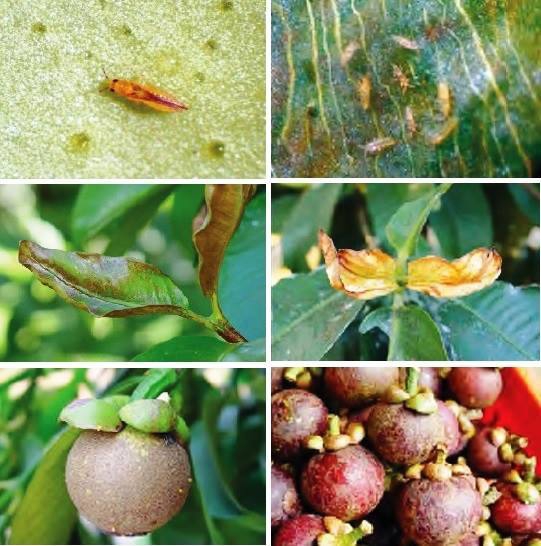 ระวัง เพลี้ยไฟ ในมังคุด