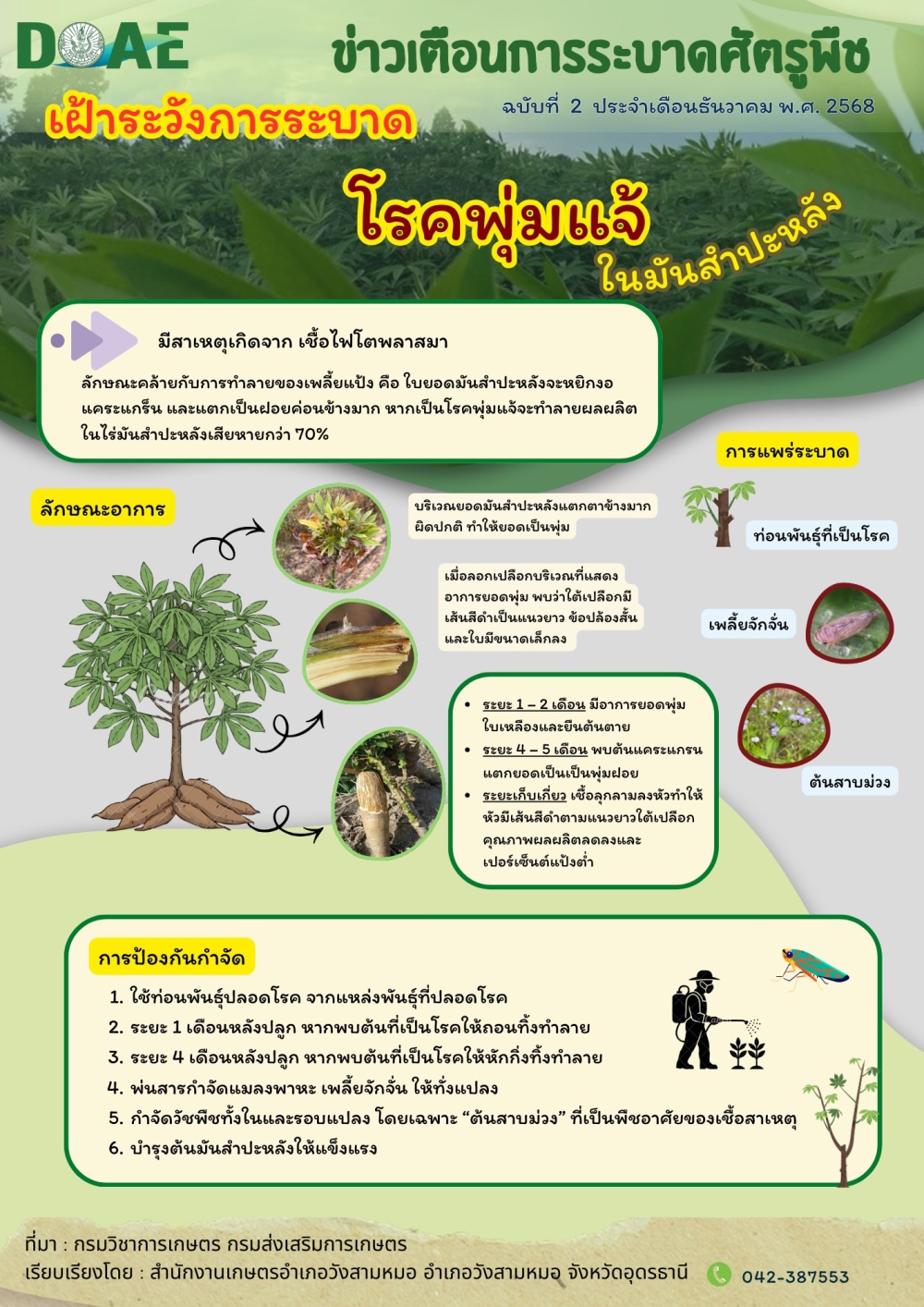 เฝ้าระวังการระบาดโรคพุ่มแจ้ในมันสำปะหลัง