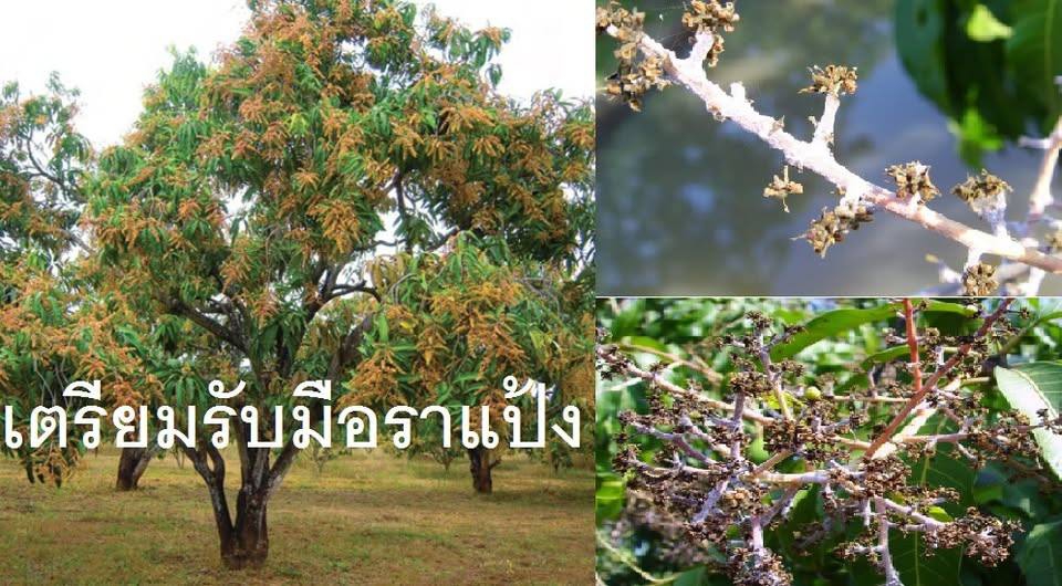 ระวัง โรคราแป้ง (เชื้อรา Oidium mangiferae) Oidium mangiferae ในมะม่วง