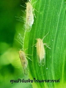 ปลูกข้าวโพดหลังนา ระวังเพลี้ยกระโดดท้องขาว