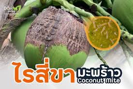 สรุปรายงานศัตรูพืชระบาด ข้อมูล ณ วันที่ 10 ธันวาคม 2568