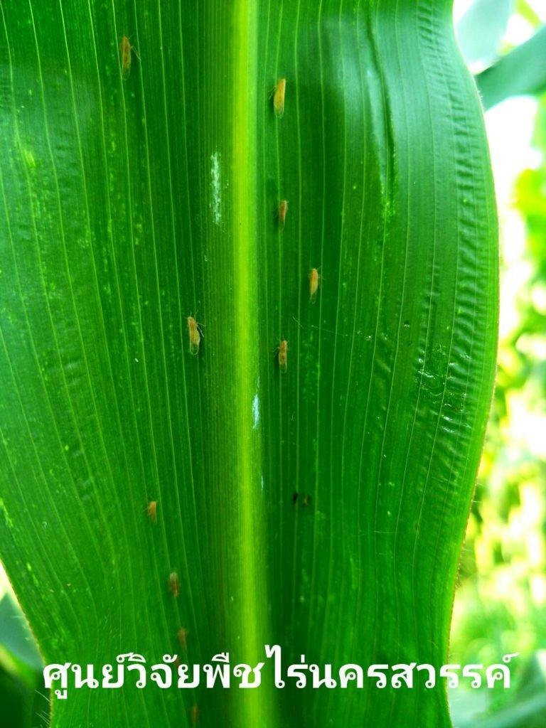 ปลูกข้าวโพดหลังนา ระวังเพลี้ยกระโดดท้องขาว