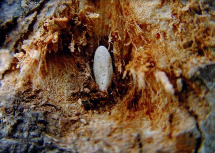 ระวัง หนอนด้วงหนวดยาว ในทุเรียน