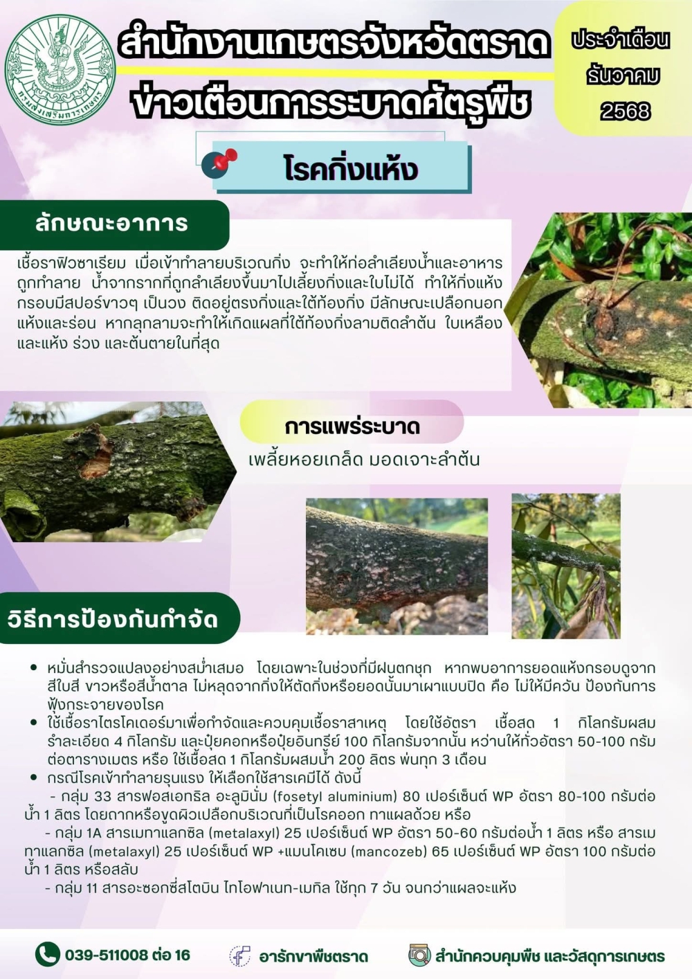 แจ้งเตือนการระบาดศัตรูพืช โรคกิ่งแห้ง