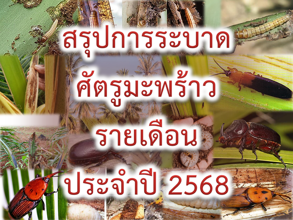 สรุปสถานการณ์การระบาดศัตรูมะพร้าวในพื้นที่จังหวัดประจวบคีรีขันธ์