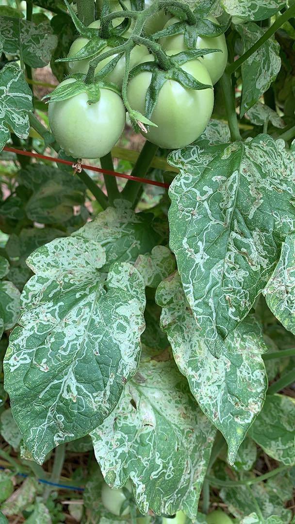 ระวังหนอนแมลงวันชอนใบและโรคเหี่ยวเขียวในแปลงมะเขือเทศ