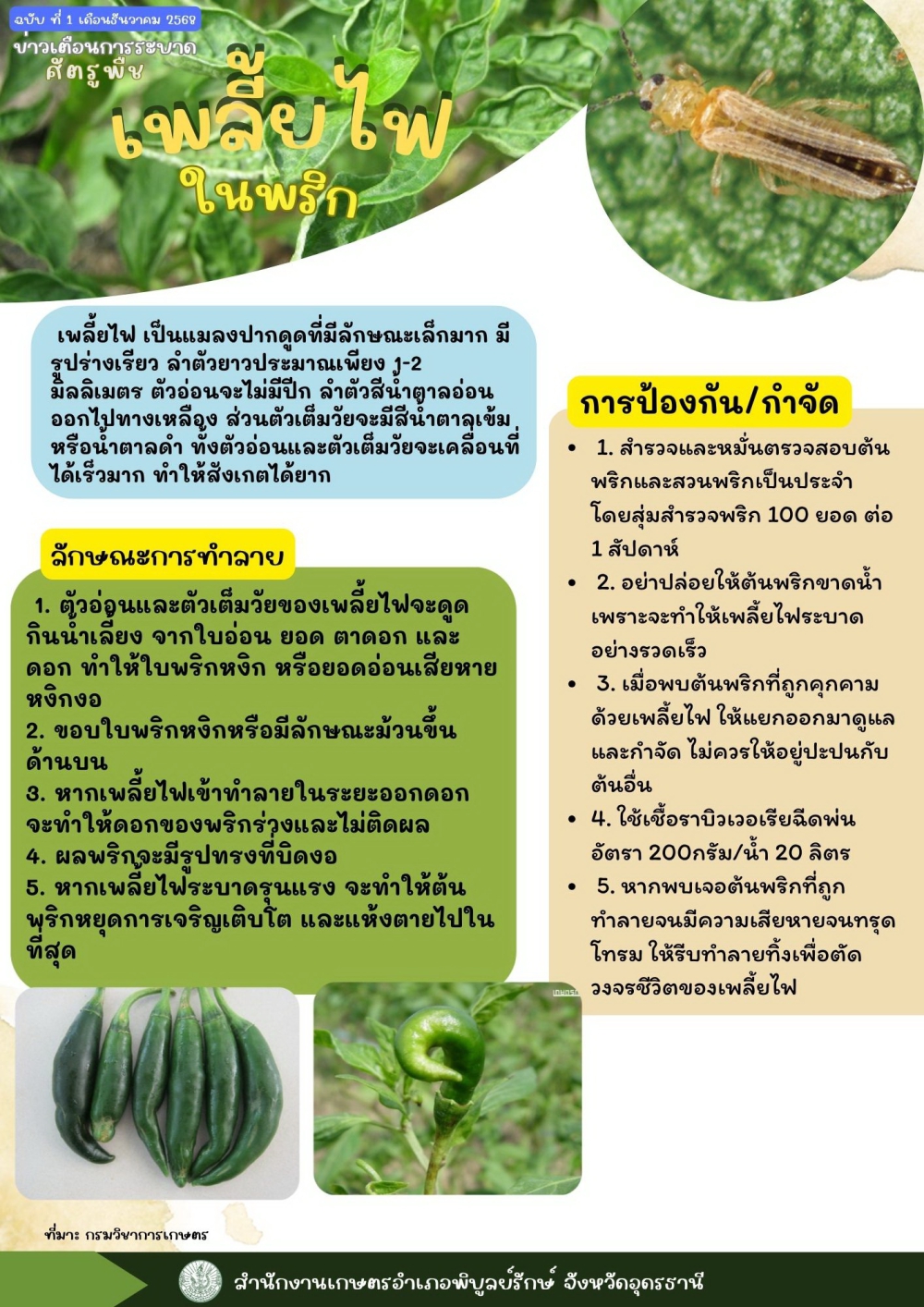 เตือนเกษตรกรผู้ปลูกพริก ระวัง เพลี้ยไฟในพริก