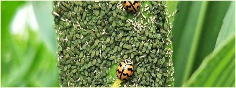ระวังเพลี้ยอ่อนในข้าวโพด(ข้าวโพดฝักสด,ข้าวโพดหวาน,