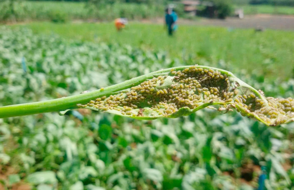 เตือนการเฝ้าระวัง