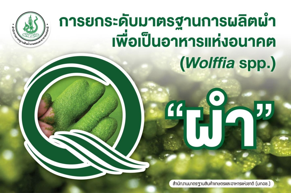 การยกระดับมาตรฐานการผลิตผำ