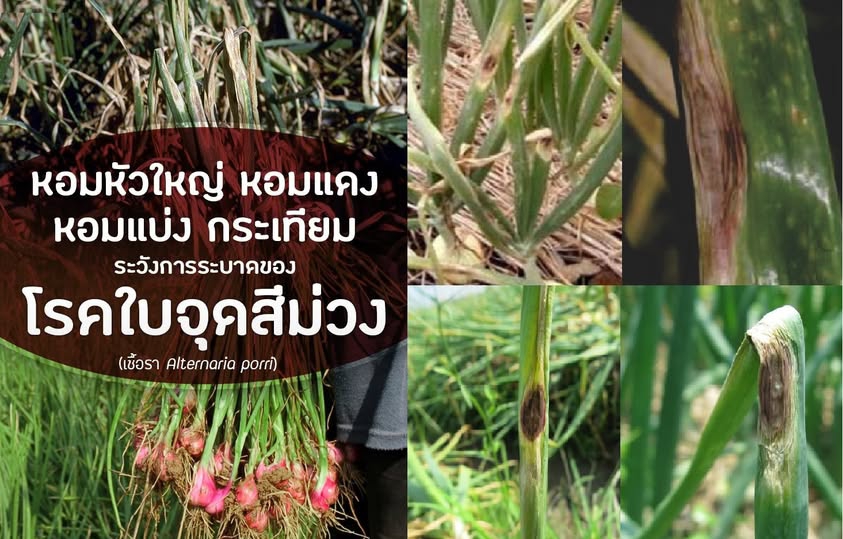 เตือนการเฝ้าระวัง