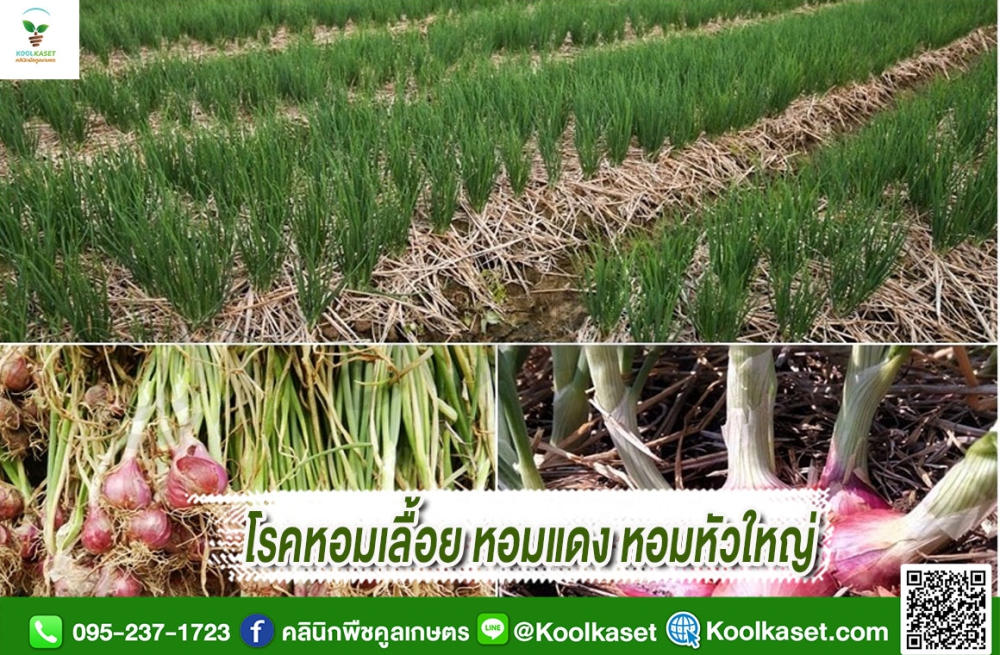 เตือนการเฝ้าระวัง