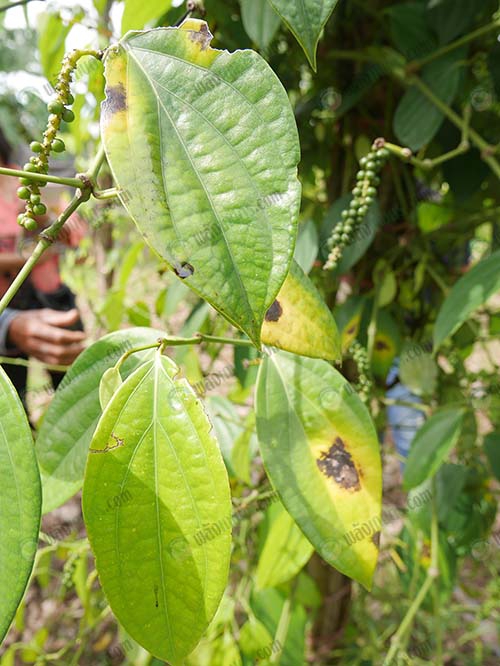 เตือนการเฝ้าระวัง