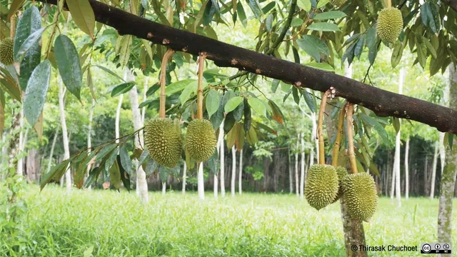 เตือนการเฝ้าระวัง