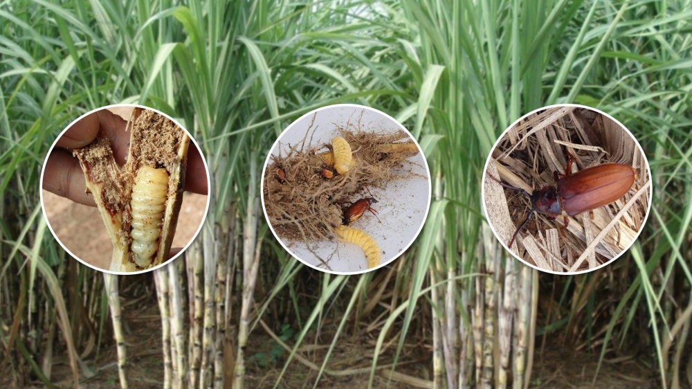 เตือนการเฝ้าระวัง