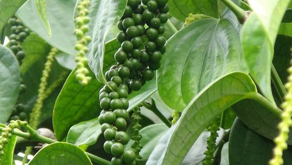 เตือนการเฝ้าระวัง