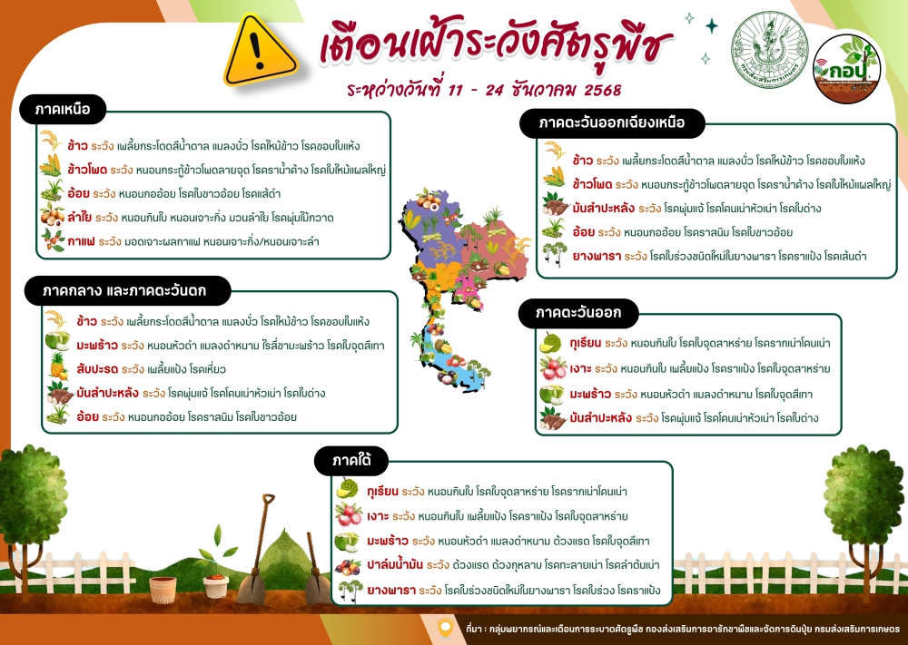 เตือนเฝ้าระวังศัตรูพืช ระหว่างวันที่ 11 – 24 ธันวาคม 2568