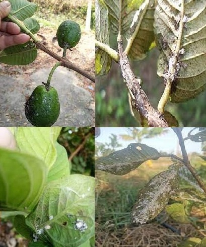 ระวัง เพลี้ยแป้ง ในฝรั่ง