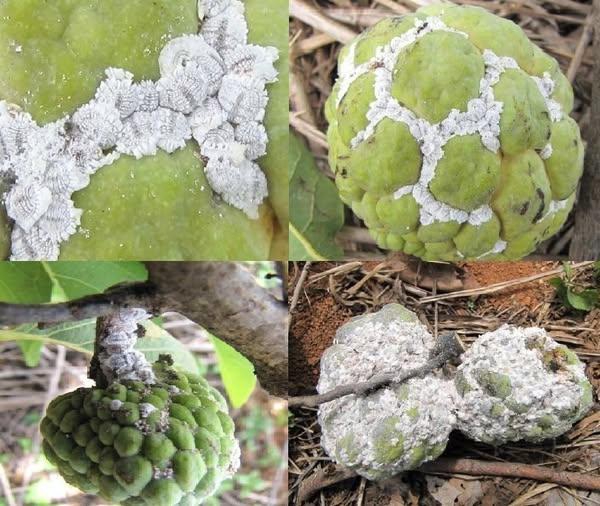 ระวังเพลี้ยแป้งในน้อยหน่า.