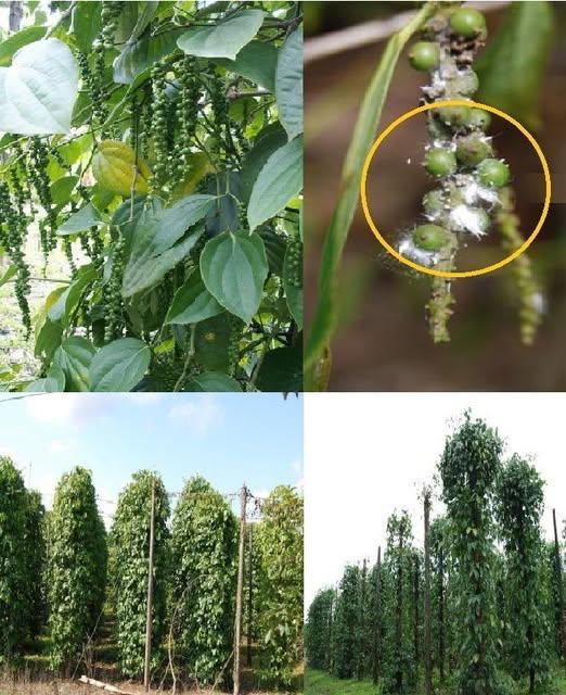 ระวัง เพลี้ยแป้ง ในพริกไทย