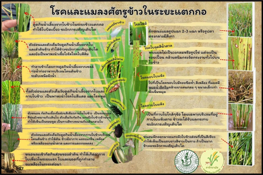 โรคและแมลงศัตรูข้าวในระยะแตกกอ