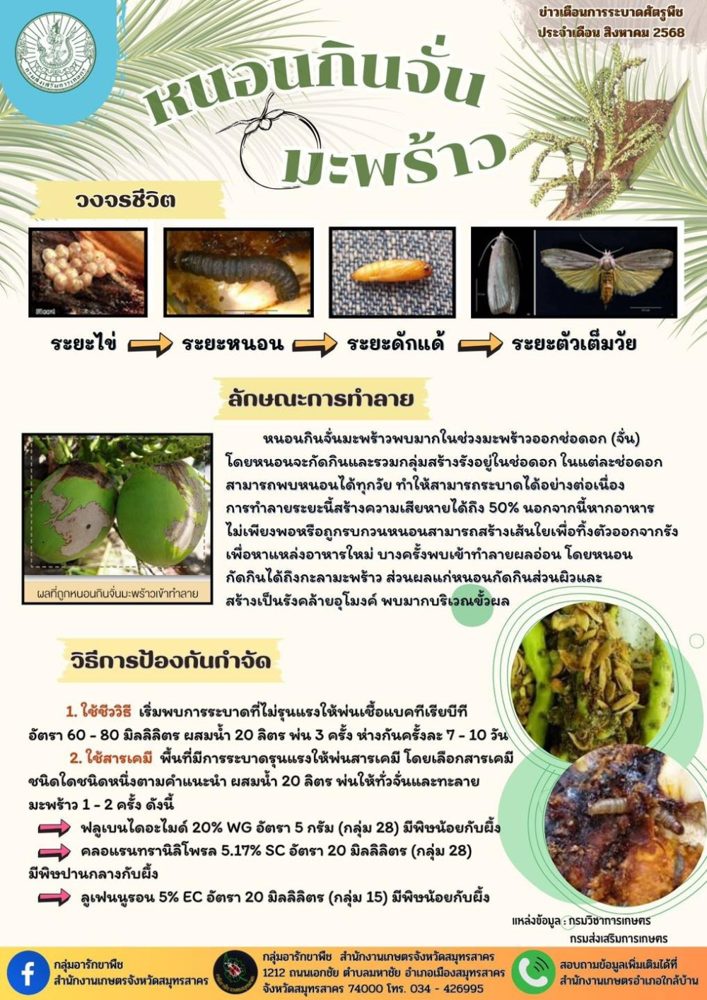 หนอนกินจั่นมะพร้าว