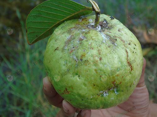 เตือนการเฝ้าระวัง