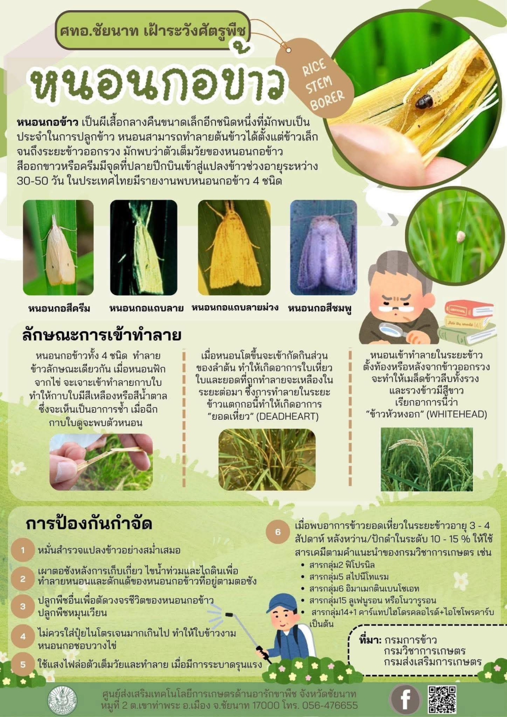 เฝ้าระวัง หนอนกอข้าว