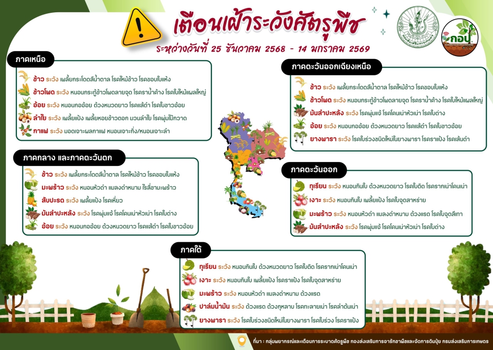 เตือนเฝ้าระวังศัตรูพืชประจำสัปดาห์