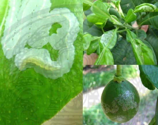 ระวัง หนอนชอนใบส้ม ในพืชตระกูลส้ม